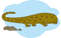 トウキョウサンショウウオ